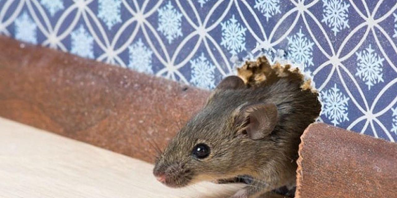 Bebas Tikus: Cara Mudah & Alami Mengusir Hama Di Rumah