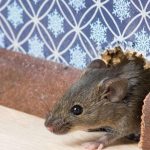 Bebas Tikus: Cara Mudah & Alami Mengusir Hama Di Rumah