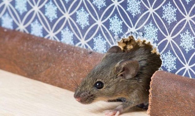 Bebas Tikus: Cara Mudah & Alami Mengusir Hama Di Rumah