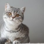 Ciri-Ciri Kucing Mau Mati: Waspadai Perubahan Perilaku Dan Fisik