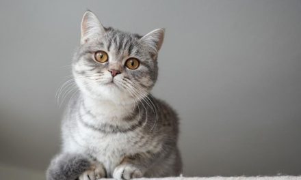 Ciri-Ciri Kucing Mau Mati: Waspadai Perubahan Perilaku Dan Fisik