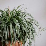 Rumah Makin Hijau, Spider Plant Cantik Untuk Dekorasi Ruangan