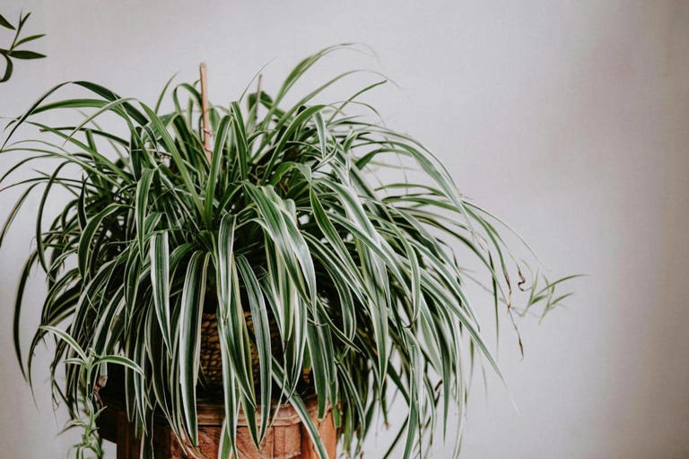 Rumah Makin Hijau, Spider Plant Cantik Untuk Dekorasi Ruangan